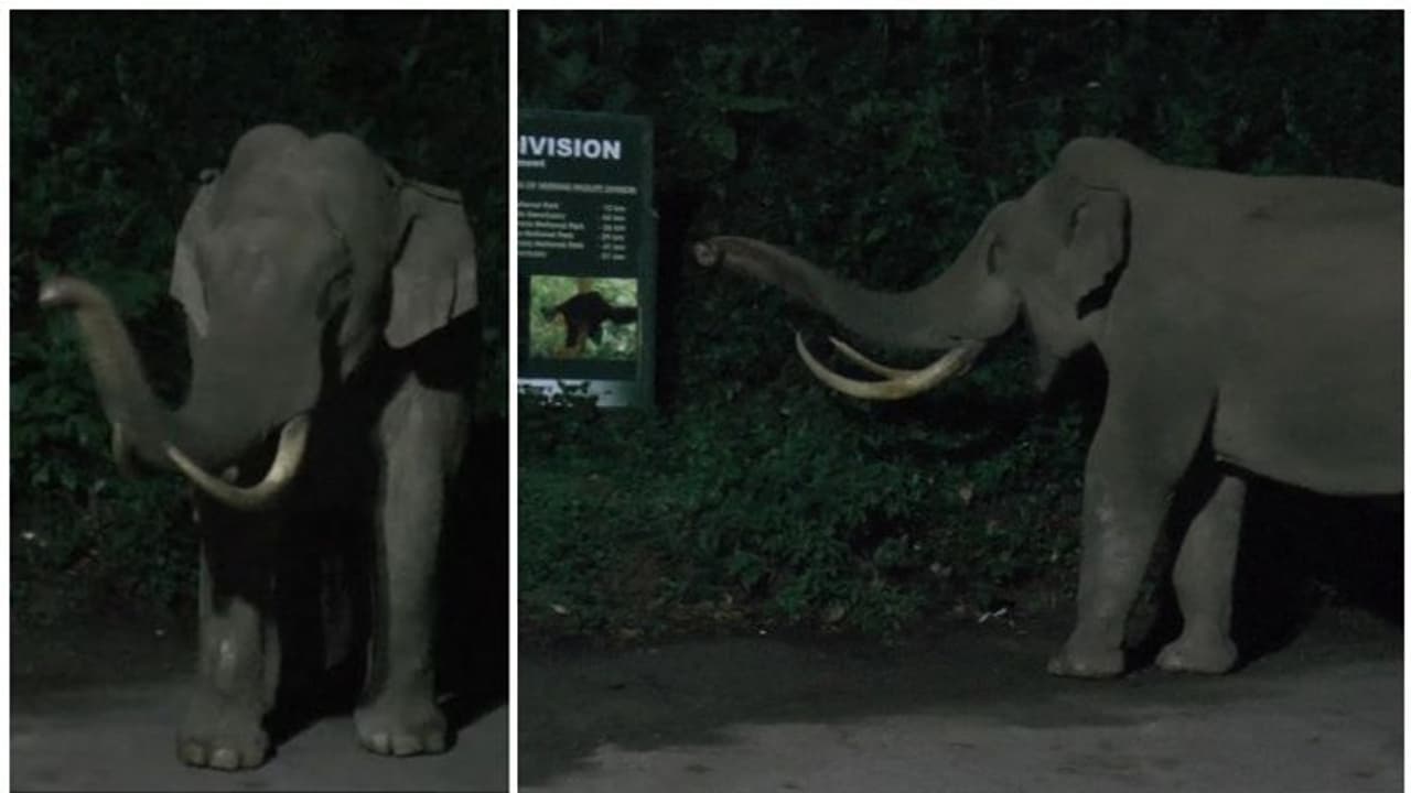 തെരുവുകള് കീഴടക്കി ലോക്ക്ഡൗണ് ആഘോഷവുമായി മൂന്നാറിലെ 'പടയപ്പ' തെരുവുകള് കീഴടക്കി ലോക്ക്ഡൗണ് ആഘോഷവുമായി മൂന്നാറിലെ 'പടയപ്പ'