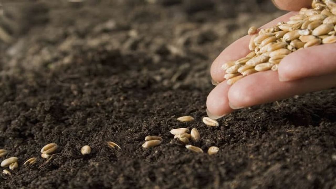 ಗಂಗಾವತಿ: 14 ಲಕ್ಷ ಮೊತ್ತದ ಬೀಜ ದಾಸ್ತಾನು ಜಪ್ತಿ ಗಂಗಾವತಿ: 14 ಲಕ್ಷ ಮೊತ್ತದ ಬೀಜ ದಾಸ್ತಾನು ಜಪ್ತಿ