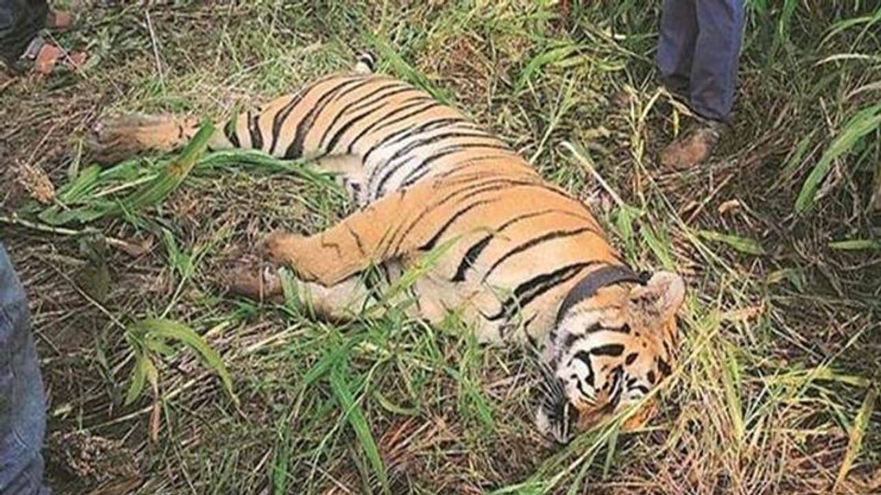 ಬಂಡೀಪುರ: ಕಾಡುಕೋಣದೊಂದಿಗೆ ಕಾದಾಟ, ಹುಲಿ ಸಾವು