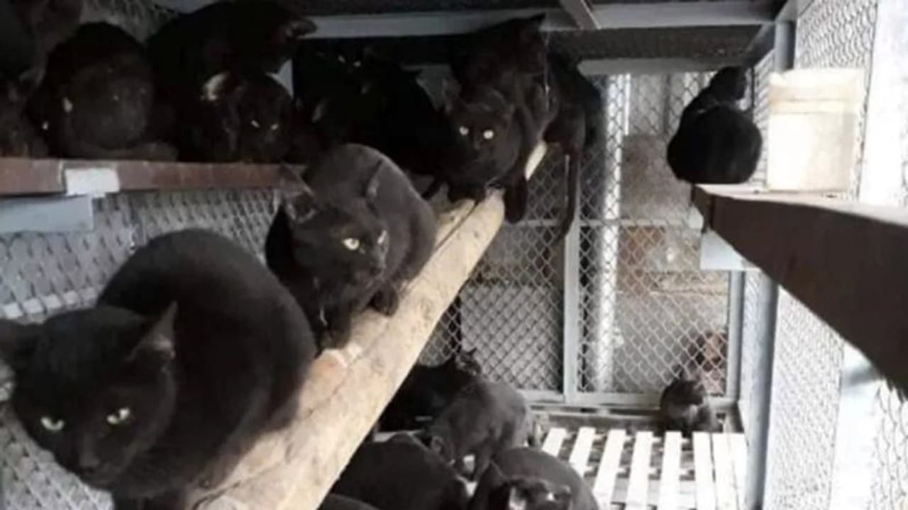 சீனாவுக்கு அடுத்து உலகை அதிரவைக்கும் வியட்னாம்..!! தலையில் அடித்து அலறும் உலக நாடுகள்..!! சீனாவுக்கு அடுத்து உலகை அதிரவைக்கும் வியட்னாம்..!! தலையில் அடித்து அலறும் உலக நாடுகள்..!!