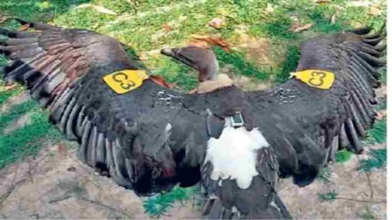 बिहार यूपी की सीमा पर मिला GPS और सोलर प्लेट लगा गिद्ध, लोगों में दहशत, की जा रही जांच बिहार यूपी की सीमा पर मिला GPS और सोलर प्लेट लगा गिद्ध, लोगों में दहशत, की जा रही जांच