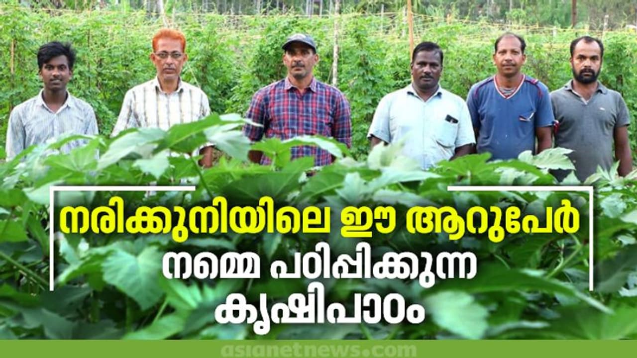 പച്ചക്കറികള് ഇവിടെ നിമിഷം കൊണ്ട് വിറ്റഴിയും; ഇത് ആറുപേര് നടത്തിയ കൃഷിയുടെ വിജയം പച്ചക്കറികള് ഇവിടെ നിമിഷം കൊണ്ട് വിറ്റഴിയും; ഇത് ആറുപേര് നടത്തിയ കൃഷിയുടെ വിജയം