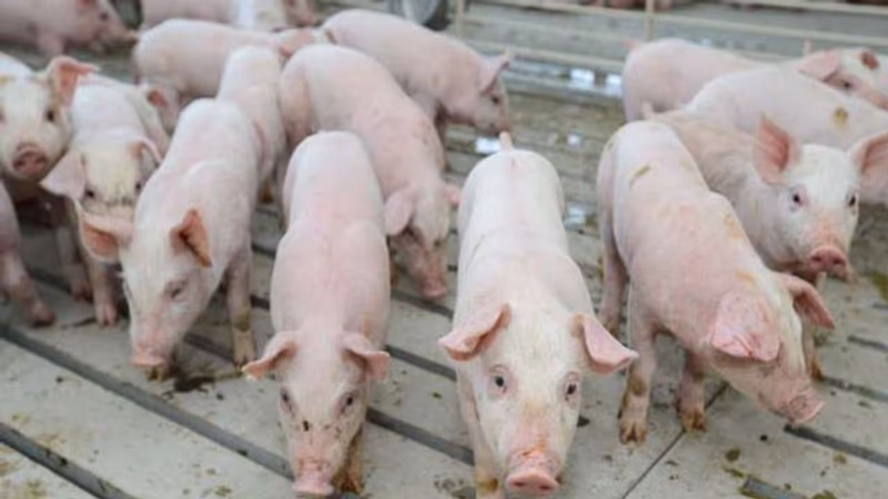 പന്നിമാംസത്തിന്റെ വില്പ്പന നിരോധിച്ച് അസാം; അജ്ഞാത വൈറസ് പടരുന്നു പന്നിമാംസത്തിന്റെ വില്പ്പന നിരോധിച്ച് അസാം; അജ്ഞാത വൈറസ് പടരുന്നു