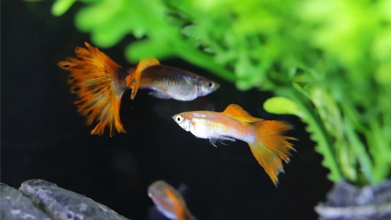 സ്വയം വരുമാനം നേടാനായി അലങ്കാര മത്സ്യം വളര്‍ത്താം