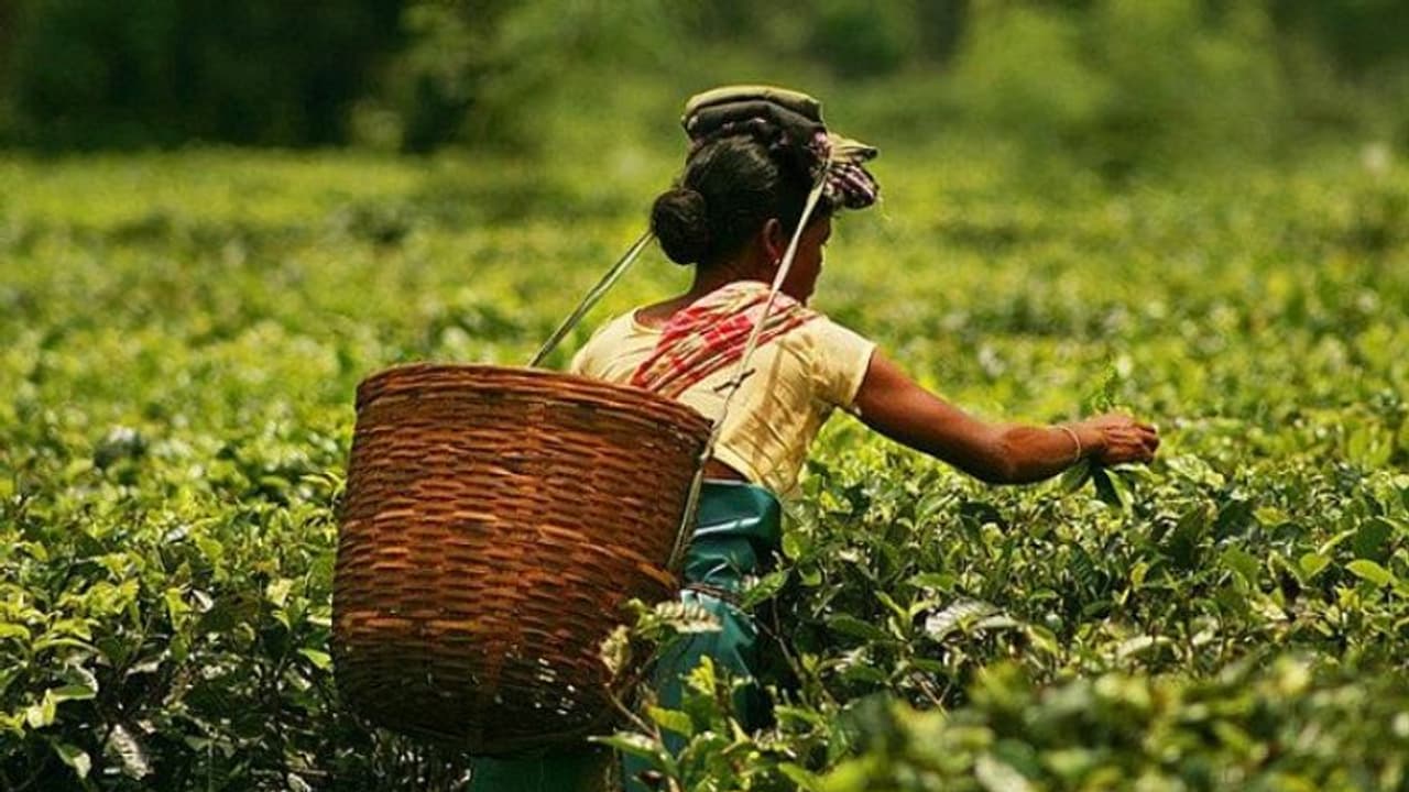 തേയില കിട്ടാതാകുമോ? കൊവിഡ് ലോക്ക്ഡൗണിനെ തുടർന്ന് ഉൽപ്പാദനം കുത്തനെ ഇടിഞ്ഞു തേയില കിട്ടാതാകുമോ? കൊവിഡ് ലോക്ക്ഡൗണിനെ തുടർന്ന് ഉൽപ്പാദനം കുത്തനെ ഇടിഞ്ഞു