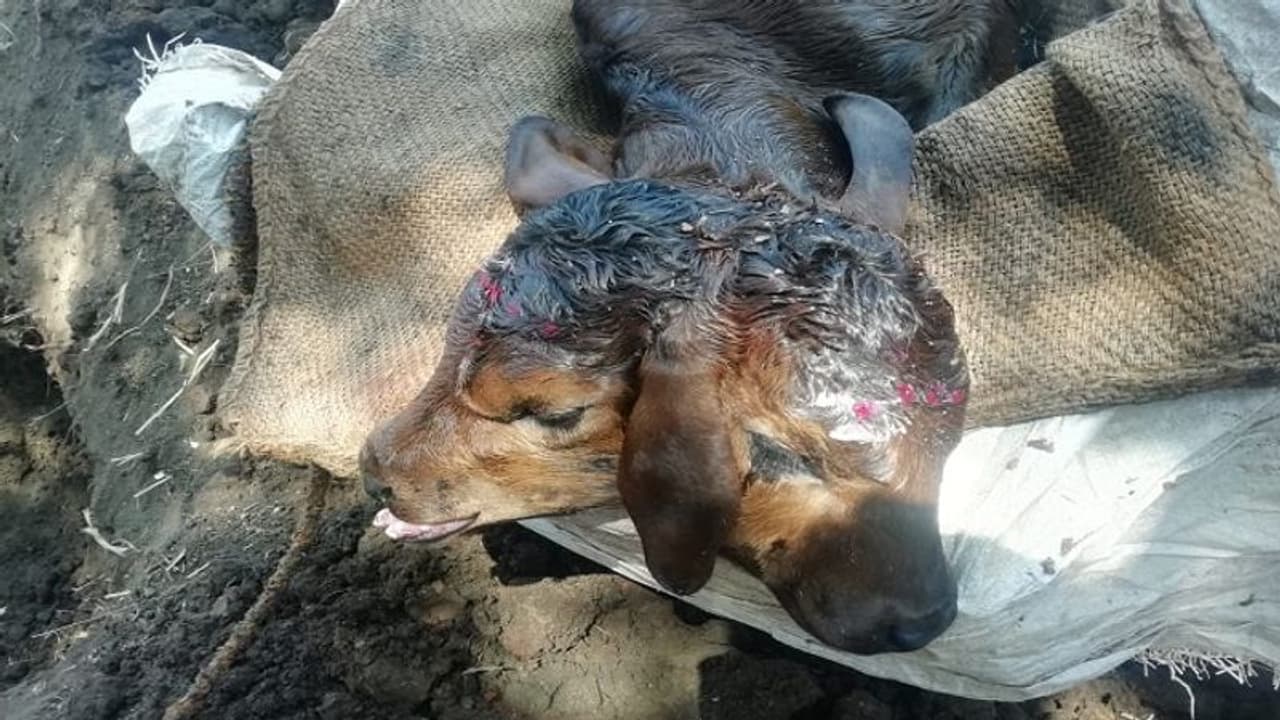 ಬಸವ ಜಯಂತಿಯಂದೇ ಹುಟ್ಟು, ಸಾವು ಕಂಡ ಅಪರೂಪದ ಕರು: ಗ್ರಾಮಸ್ಥರಲ್ಲಿ ಅಚ್ಚರಿ ಬಸವ ಜಯಂತಿಯಂದೇ ಹುಟ್ಟು, ಸಾವು ಕಂಡ ಅಪರೂಪದ ಕರು: ಗ್ರಾಮಸ್ಥರಲ್ಲಿ ಅಚ್ಚರಿ