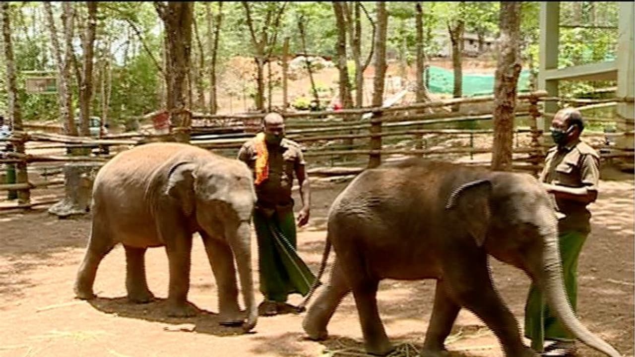 കൊവിഡ് കാലമല്ലേ..; കാണാന്‍ ആരുമെത്താത്തതിന്‍റെ പരിഭവത്തില്‍ കോട്ടൂരിലെ ആനകള്‍