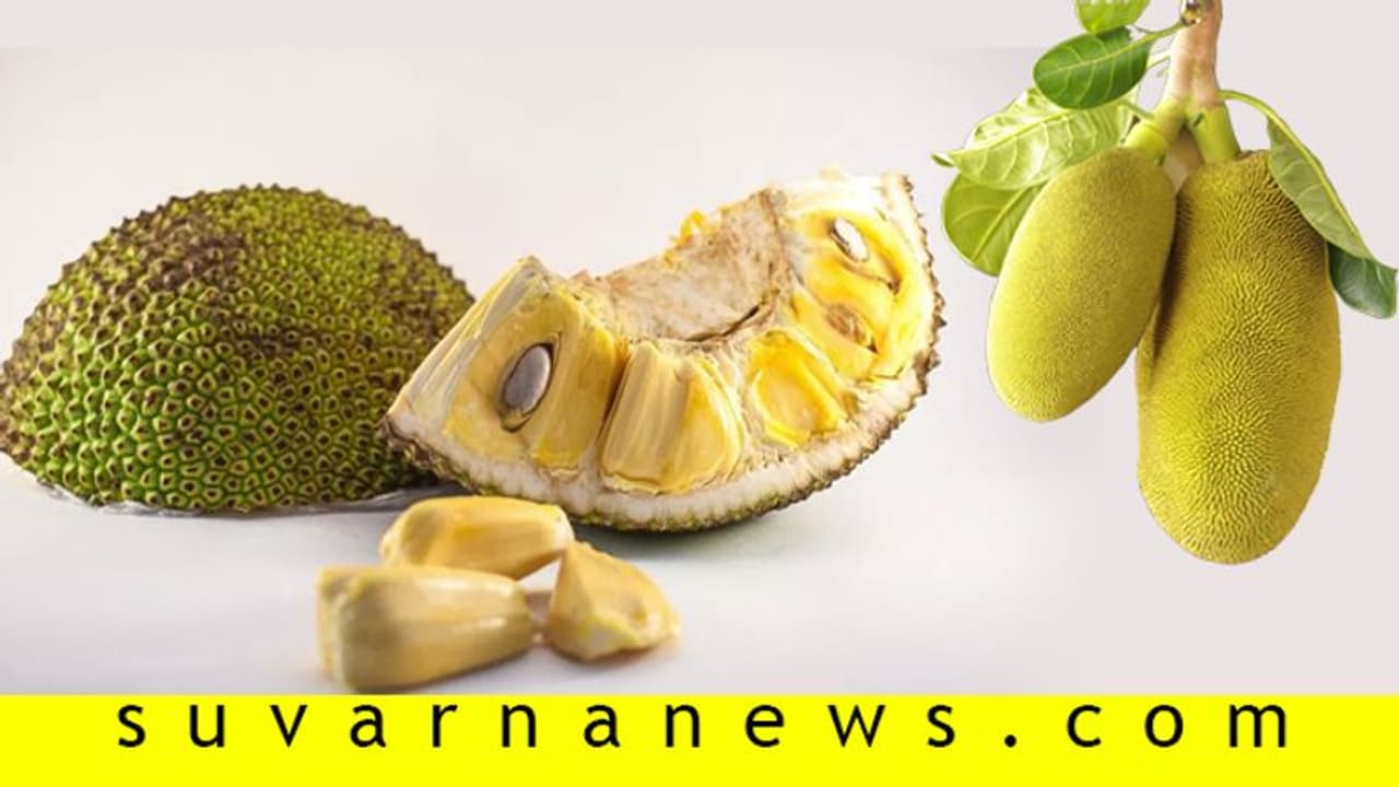 ಹಲಸು ತಿಂದು ಬೀಜ ಹೊರಗೆಸೆಯುವ ಮುನ್ನ ಇದನ್ನೊಮ್ಮೆ ಓದಿ ಹಲಸು ತಿಂದು ಬೀಜ ಹೊರಗೆಸೆಯುವ ಮುನ್ನ ಇದನ್ನೊಮ್ಮೆ ಓದಿ