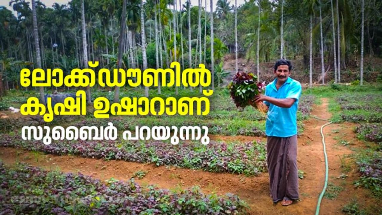 സുബൈറിന്റെ ലോക്ക്ഡൗണ്‍ ചീരക്കൃഷി സൂപ്പറാണ്; ദിവസവും വിറ്റഴിയുന്നത് 40 കിലോ ചീര