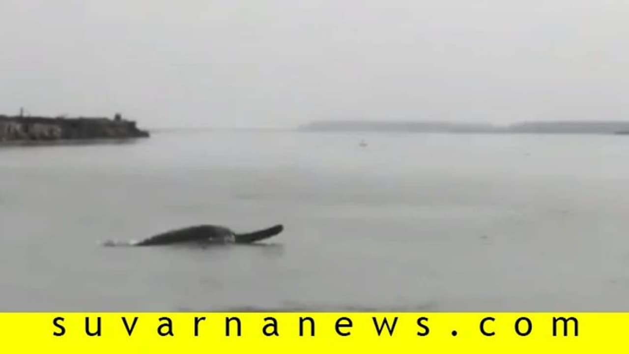 ಗಂಗೆ ಶುದ್ಧವಾದ ಬೆನ್ನಲ್ಲೇ ನದಿಯಲ್ಲಿ ಡಾಲ್ಫಿನ್ ಪ್ರತ್ಯಕ್ಷ!, ವಿಡಿಯೋ ವೈರಲ್ ಗಂಗೆ ಶುದ್ಧವಾದ ಬೆನ್ನಲ್ಲೇ ನದಿಯಲ್ಲಿ ಡಾಲ್ಫಿನ್ ಪ್ರತ್ಯಕ್ಷ!, ವಿಡಿಯೋ ವೈರಲ್