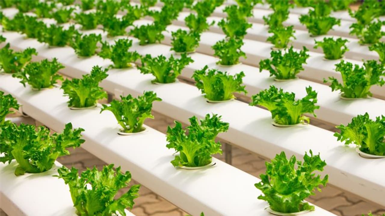 ഹൈഡ്രോപോണിക്സ് കൃഷി ലാഭകരമാണോ? എന്തൊക്കെ ശ്രദ്ധിക്കണം ഹൈഡ്രോപോണിക്സ് കൃഷി ലാഭകരമാണോ? എന്തൊക്കെ ശ്രദ്ധിക്കണം