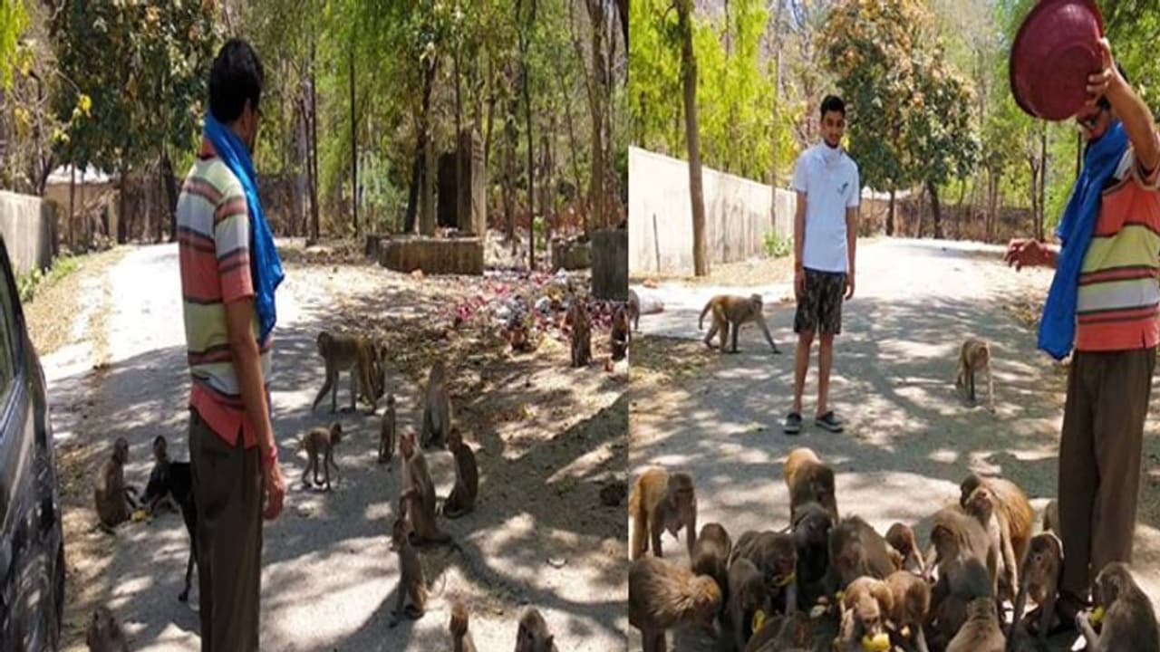 लॉकडाउन में वानर सेना से यारी कर बैठा ये शख्स, रोज करा रहा सैकड़ों बंदरों को भोजन लॉकडाउन में वानर सेना से यारी कर बैठा ये शख्स, रोज करा रहा सैकड़ों बंदरों को भोजन