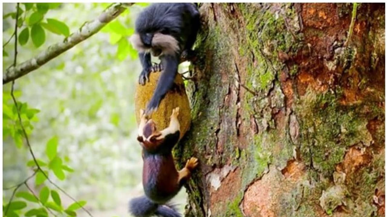 പഴുത്ത ചക്ക കണ്ടെത്താന്‍ മലയണ്ണാന്‍ വേണം; പകരം കിട്ടുന്നത് മുഖമടച്ചുള്ള അടിയും, വൈറലായി കാട്ടിലെ വീഡിയോ