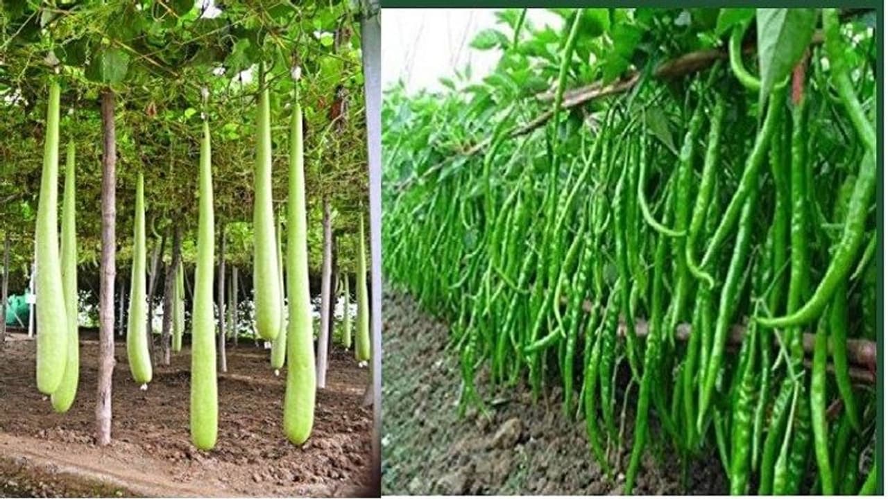 लॉकडाउन में यूपी के इस किसान का कमाल, सात समुंद्र पार ऐसे पहुंची 20 क्विंटल लौकी और मिर्च लॉकडाउन में यूपी के इस किसान का कमाल, सात समुंद्र पार ऐसे पहुंची 20 क्विंटल लौकी और मिर्च