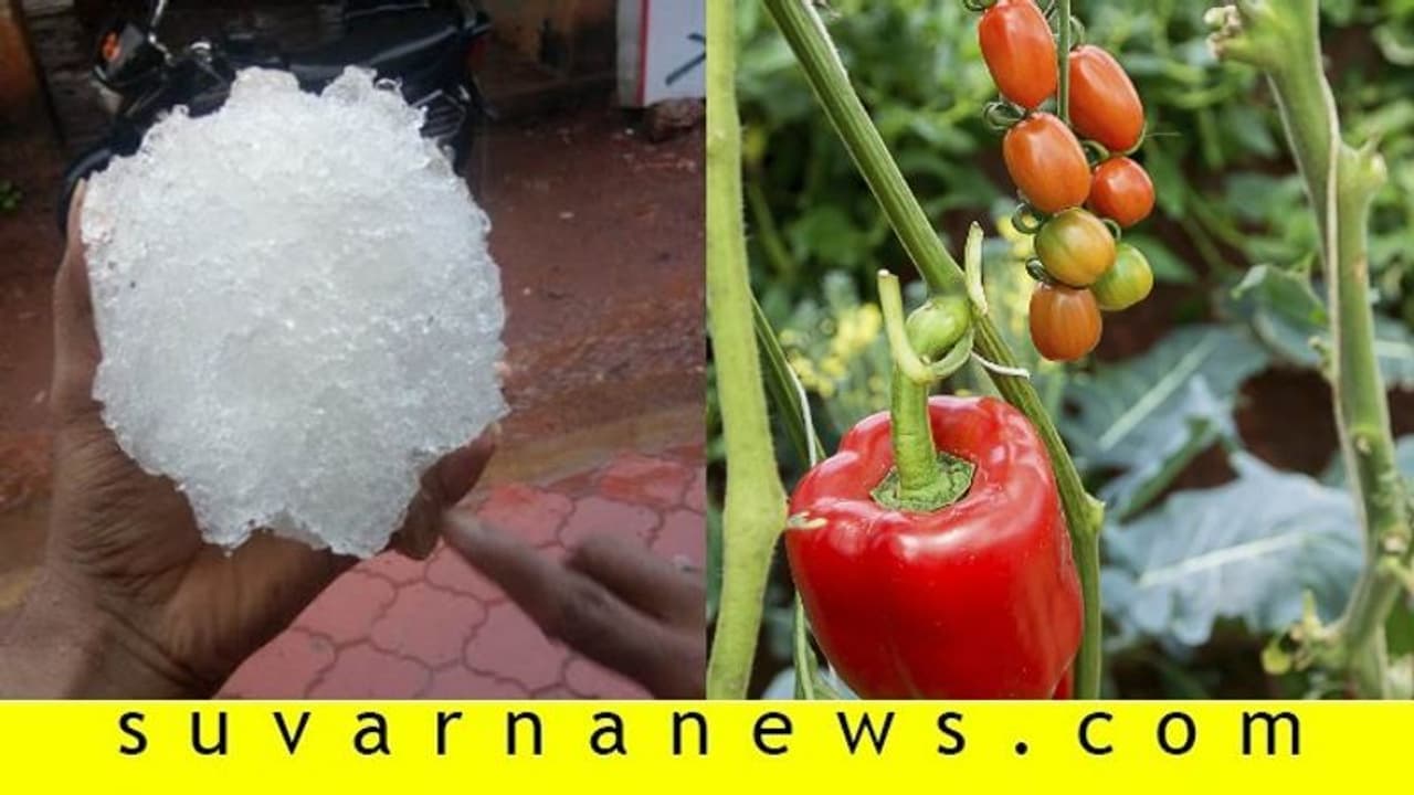 ಕೋಲಾರದಲ್ಲಿ ಮಳೆ: ಟೊಮೆಟೊ, ಕ್ಯಾಪ್ಸಿಕಂಗೆ ಹಾನಿ, ಕೆಜಿ ಗಾತ್ರದ ಆಲಿಕಲ್ಲು ಕೋಲಾರದಲ್ಲಿ ಮಳೆ: ಟೊಮೆಟೊ, ಕ್ಯಾಪ್ಸಿಕಂಗೆ ಹಾನಿ, ಕೆಜಿ ಗಾತ್ರದ ಆಲಿಕಲ್ಲು