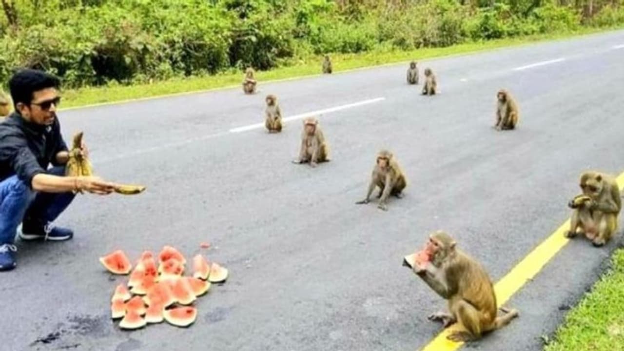 സാമൂഹിക അകലം എങ്ങനെ പാലിക്കണം? മനുഷ്യരെ പഠിപ്പിച്ച് കുരങ്ങന്മാര്‍ !