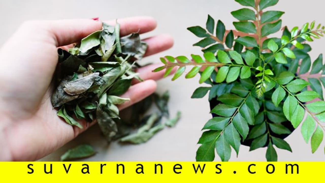 ಊಟದಲ್ಲಿ ಕರಿಬೇವು ಸಿಕ್ಕರೆ ಸೈಡ್‍ಗೆ ಎತ್ತಿಡುತ್ತೀರಾ? ಹಾಗಾದ್ರೆ ಇದನ್ನೊಮ್ಮೆ ಓದಿ