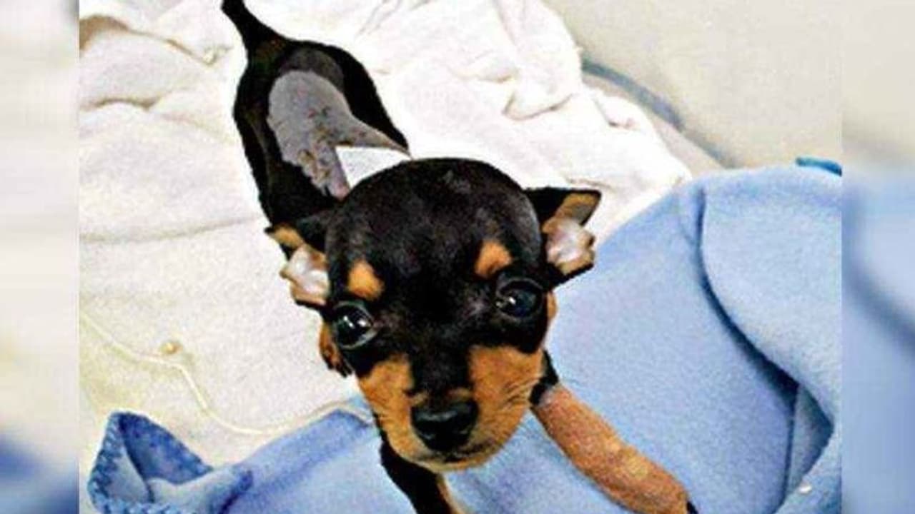 മലേഷ്യയിലെ നായ്ക്കുട്ടിക്ക് കേരളത്തിന്റെ സഹായം; ഓണ്ലൈന് ശസ്ത്രക്രിയ വിജയം... മലേഷ്യയിലെ നായ്ക്കുട്ടിക്ക് കേരളത്തിന്റെ സഹായം; ഓണ്ലൈന് ശസ്ത്രക്രിയ വിജയം...