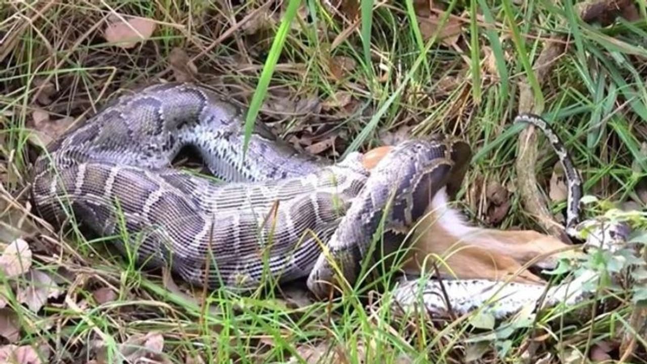 ഇരയെ ചുറ്റിവരിഞ്ഞ് എല്ലുകളൊടിച്ച് അകത്താക്കുന്ന കൂറ്റന്‍ പാമ്പ്; വീഡിയോ...