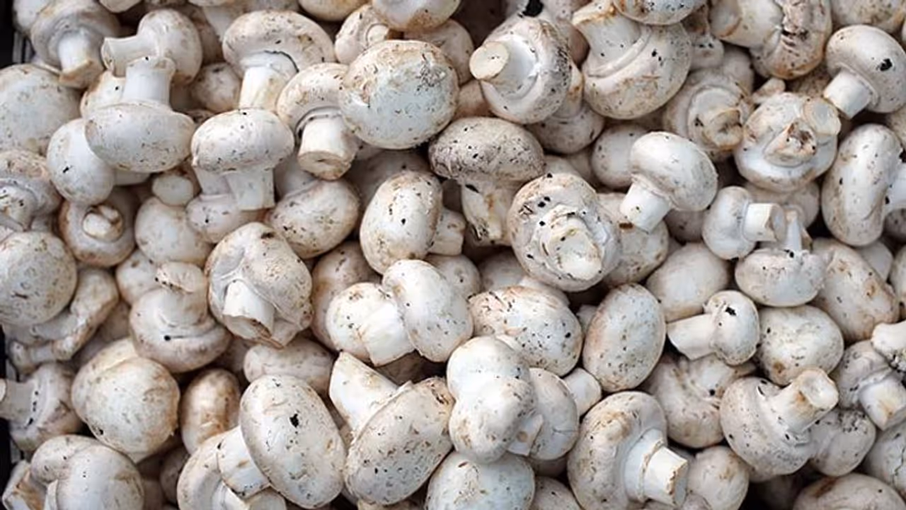 91 വയസിലും ശര്മ കൂണ്കൃഷി ചെയ്യുകയാണ് ; ഇത് പട്ടാളത്തില് നിന്ന് വിരമിച്ച ശേഷം തുടങ്ങിയ സംരംഭം 91 വയസിലും ശര്മ കൂണ്കൃഷി ചെയ്യുകയാണ് ; ഇത് പട്ടാളത്തില് നിന്ന് വിരമിച്ച ശേഷം തുടങ്ങിയ സംരംഭം