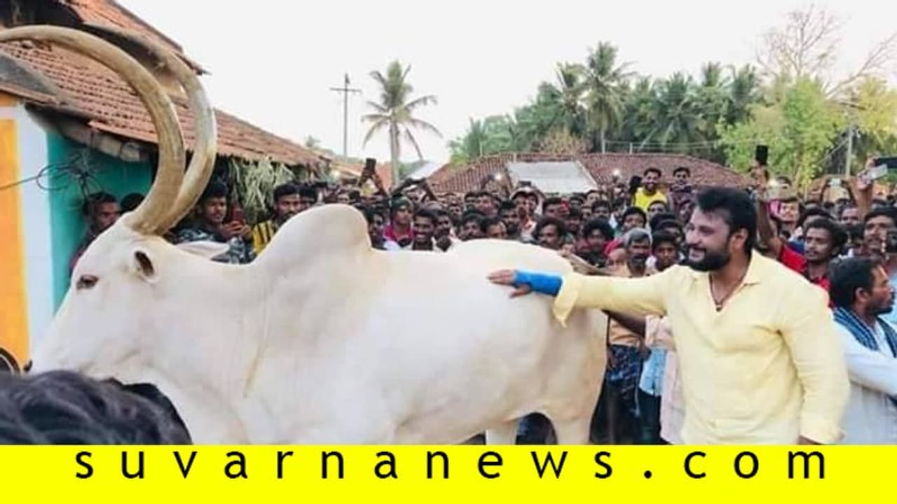 ನಟ ದರ್ಶನ್ ಸ್ಪರ್ಶಕ್ಕೆ ಕಾದಿದ್ದ ಕೆ.ಆರ್.ನಗರ ಬಸವನಿಗೆ ಅನಾರೋಗ್ಯ ನಟ ದರ್ಶನ್ ಸ್ಪರ್ಶಕ್ಕೆ ಕಾದಿದ್ದ ಕೆ.ಆರ್.ನಗರ ಬಸವನಿಗೆ ಅನಾರೋಗ್ಯ