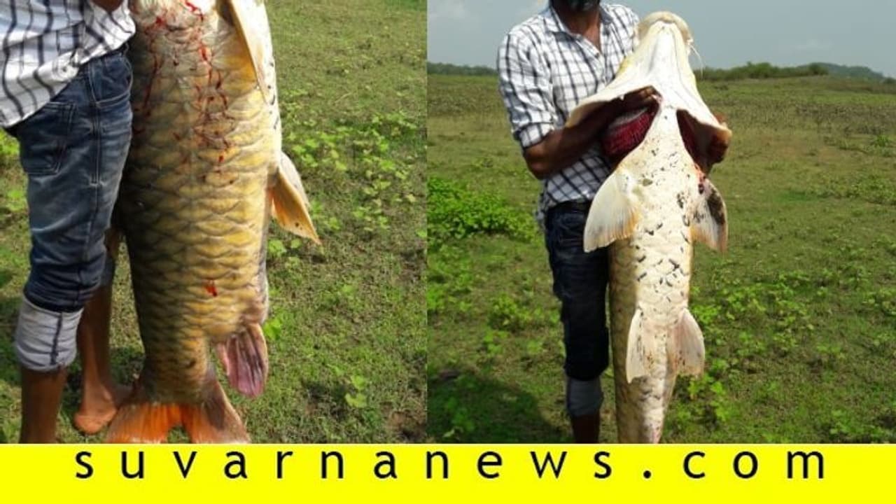 38 ಕೆಜಿಯ ಮೀನು ತಿಂದವರಿಗೆ ಇಲಾಖೆಯಿಂದ ನೋಟಿಸ್..! 38 ಕೆಜಿಯ ಮೀನು ತಿಂದವರಿಗೆ ಇಲಾಖೆಯಿಂದ ನೋಟಿಸ್..!