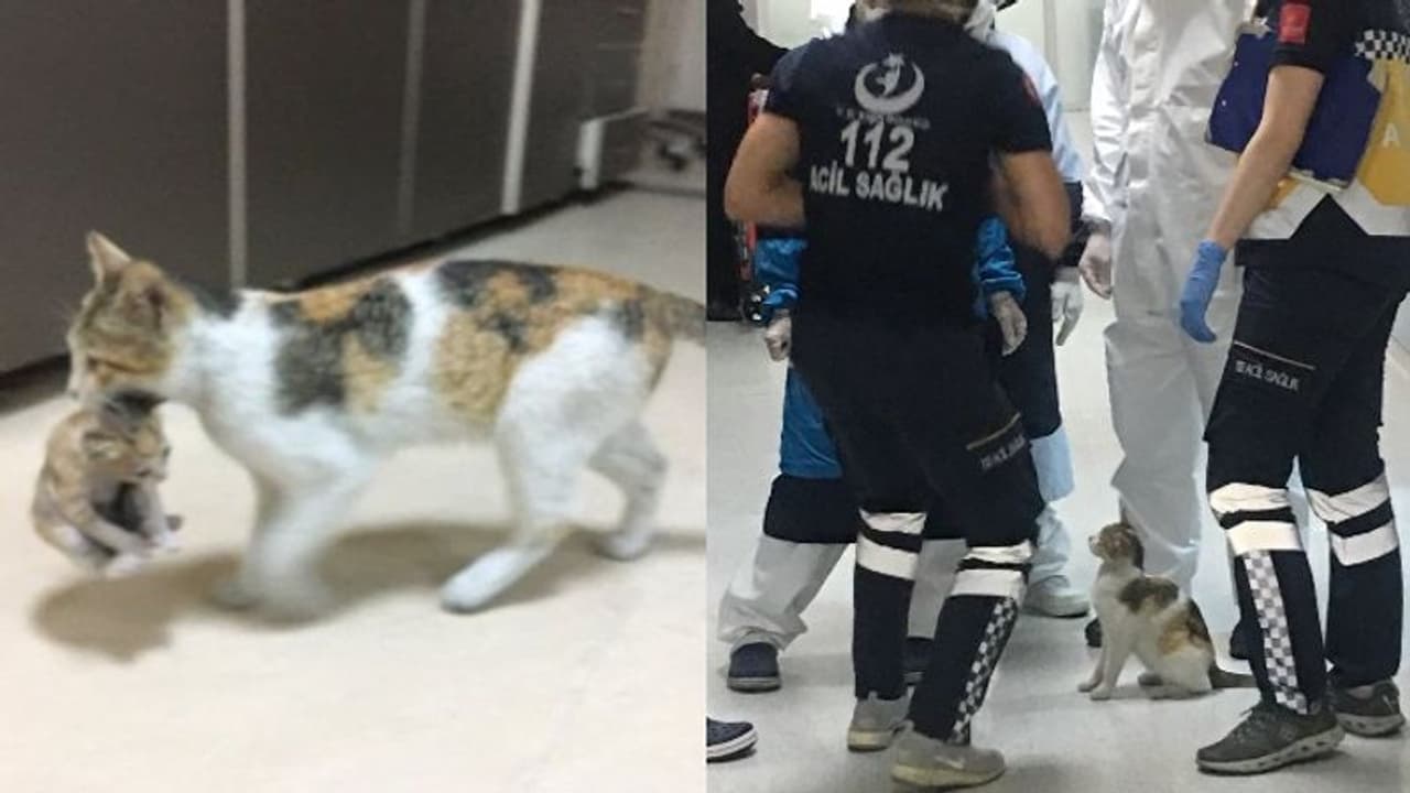 സുഖമില്ലാത്ത പൂച്ചക്കുട്ടിയുമായി അമ്മപ്പൂച്ച ആശുപത്രിയില്‍; അമ്പരന്ന് ഡോക്ടര്‍മാര്‍ !