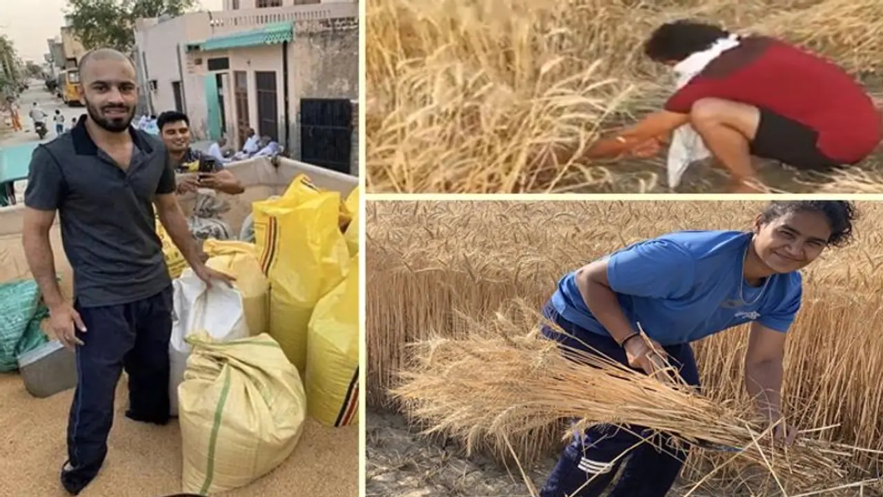फसल पक कर तैयार, लॉकडाउन में नहीं मिल रहे मजदूर, खुद कटाई करने खेतों में उतरे इंटरनेशनल खिलाड़ी फसल पक कर तैयार, लॉकडाउन में नहीं मिल रहे मजदूर, खुद कटाई करने खेतों में उतरे इंटरनेशनल खिलाड़ी