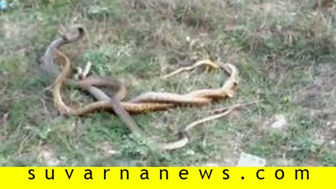 ಪ್ರಕೃತಿಯ ವೈಶಿಷ್ಟ್ಯ: ಮೂರು ನಾಗರ ಹಾವುಗಳ ಸರಸ ಸಲ್ಲಾಪ..! ಪ್ರಕೃತಿಯ ವೈಶಿಷ್ಟ್ಯ: ಮೂರು ನಾಗರ ಹಾವುಗಳ ಸರಸ ಸಲ್ಲಾಪ..!