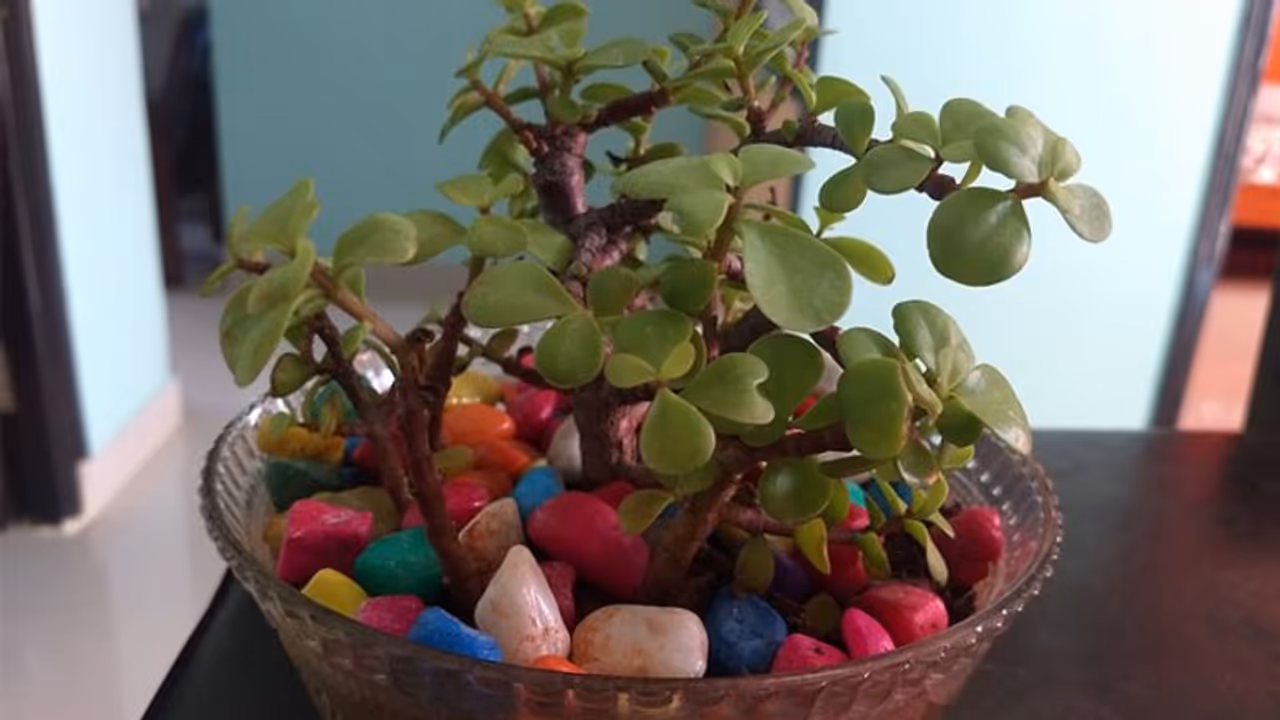 ജെയ്ഡ് ചെടി ഭാഗ്യം കൊണ്ടുവരുമോ? വീട്ടിനുള്ളില് എവിടെ വെക്കണം? ജെയ്ഡ് ചെടി ഭാഗ്യം കൊണ്ടുവരുമോ? വീട്ടിനുള്ളില് എവിടെ വെക്കണം?