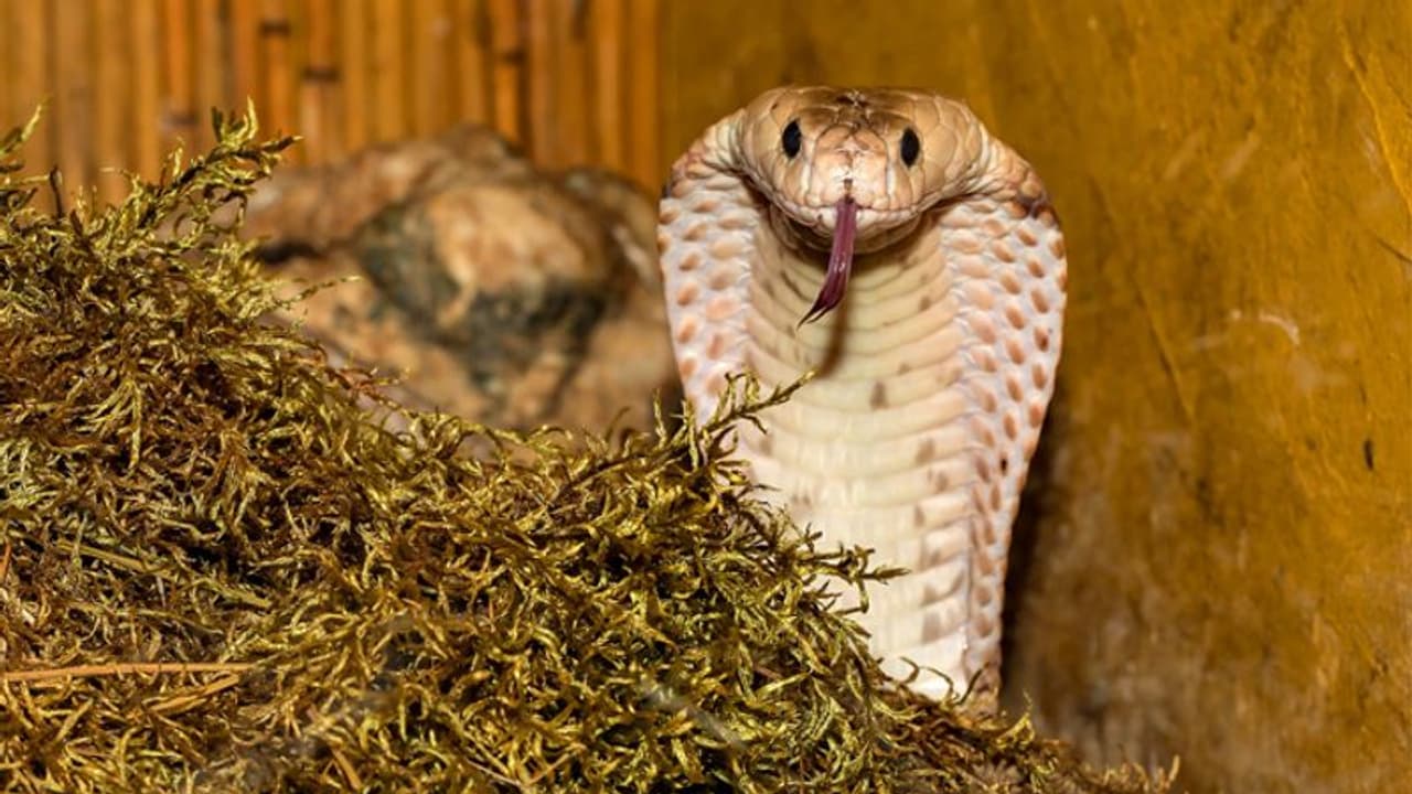 പാമ്പുകളെ തേടി ചെല്ലുകയും, നമ്മെ സംരക്ഷിക്കുകയും ചെയ്യുന്നൊരു സമൂഹം; എങ്ങനെ? പാമ്പുകളെ തേടി ചെല്ലുകയും, നമ്മെ സംരക്ഷിക്കുകയും ചെയ്യുന്നൊരു സമൂഹം; എങ്ങനെ?