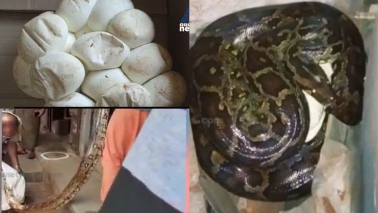 3 മീറ്റർ നീളവും 24 കിലോ തൂക്കവും; ലോക്ക്ഡൗണില് പൂട്ടിയ ജ്വല്ലറി തുറന്നപ്പോള് കണ്ടത് അടയിരിക്കുന്ന പാമ്പിനെ 3 മീറ്റർ നീളവും 24 കിലോ തൂക്കവും; ലോക്ക്ഡൗണില് പൂട്ടിയ ജ്വല്ലറി തുറന്നപ്പോള് കണ്ടത് അടയിരിക്കുന്ന പാമ്പിനെ