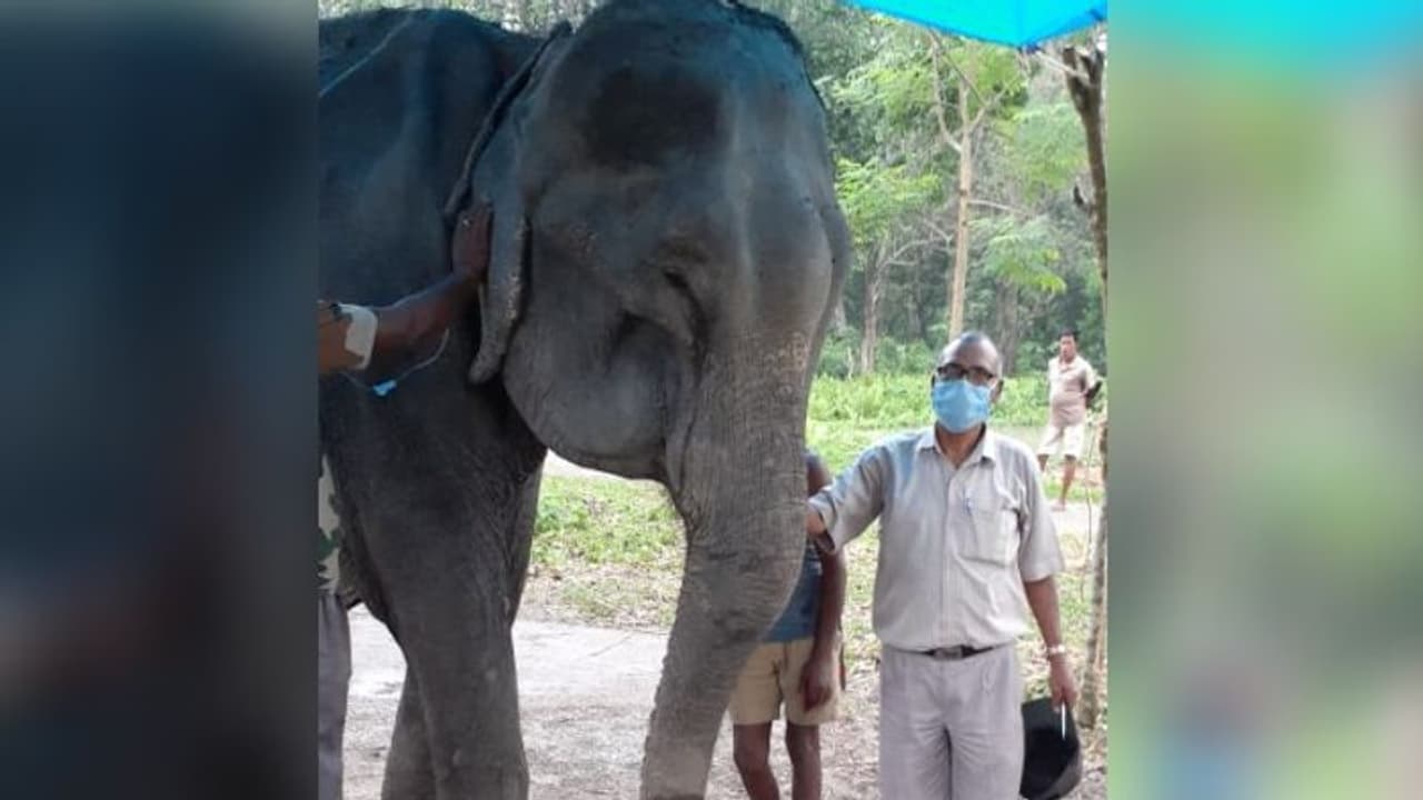 ৫০ বছর বন দফতরের হয়ে কাজের রেকর্ড, চলে গেল মধুবালা ৫০ বছর বন দফতরের হয়ে কাজের রেকর্ড, চলে গেল মধুবালা