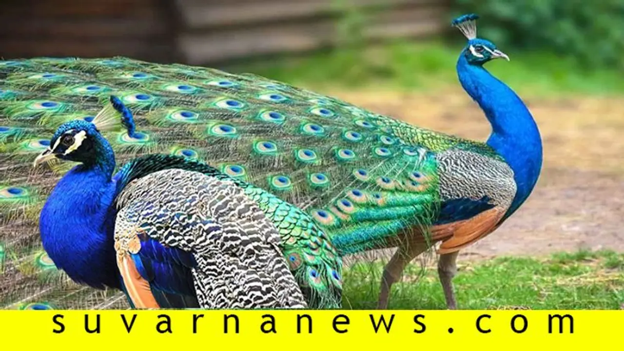 ನವಿಲಿನ ಕಾಲಿಗೆ ಸೀರೆ ಕಟ್ಟಿ ಟಿಕ್ಟಾಕ್ ಮಾಡಿದ ಭೂಪ..! ನವಿಲಿನ ಕಾಲಿಗೆ ಸೀರೆ ಕಟ್ಟಿ ಟಿಕ್ಟಾಕ್ ಮಾಡಿದ ಭೂಪ..!