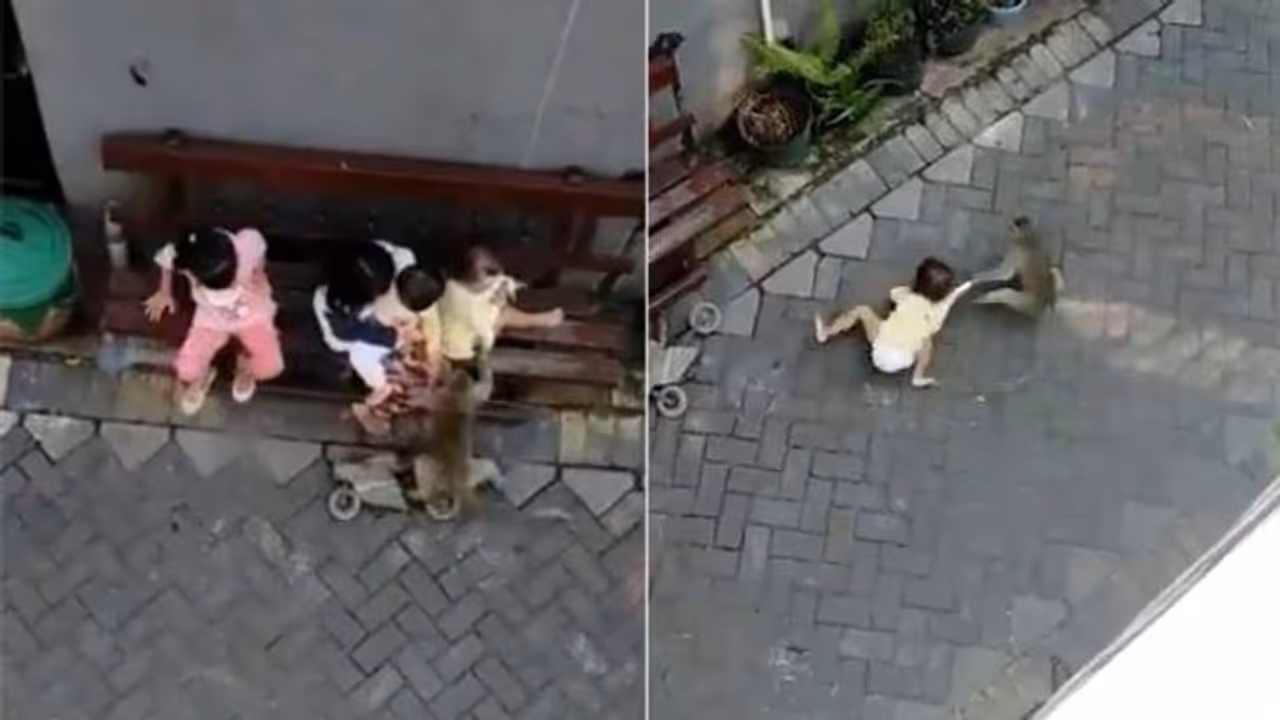 മോട്ടോര് സൈക്കിളിലെത്തി കുട്ടിയെ തട്ടിക്കൊണ്ടുപോകുന്ന കുരങ്ങനോ! വീഡിയോ വൈറല് മോട്ടോര് സൈക്കിളിലെത്തി കുട്ടിയെ തട്ടിക്കൊണ്ടുപോകുന്ന കുരങ്ങനോ! വീഡിയോ വൈറല്