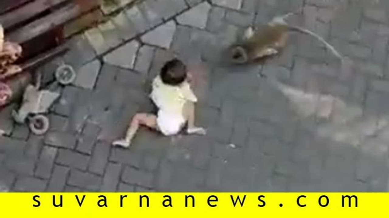 ಬೈಕ್ ಓಡಿಸ್ಕೊಂಡು ಬಂದ ಕೋತಿ, ಮಗುವನ್ನೇ ಎಳ್ಕೊಂಡೋಯ್ತು, ವಿಡಿಯೋ ವೈರಲ್! ಬೈಕ್ ಓಡಿಸ್ಕೊಂಡು ಬಂದ ಕೋತಿ, ಮಗುವನ್ನೇ ಎಳ್ಕೊಂಡೋಯ್ತು, ವಿಡಿಯೋ ವೈರಲ್!