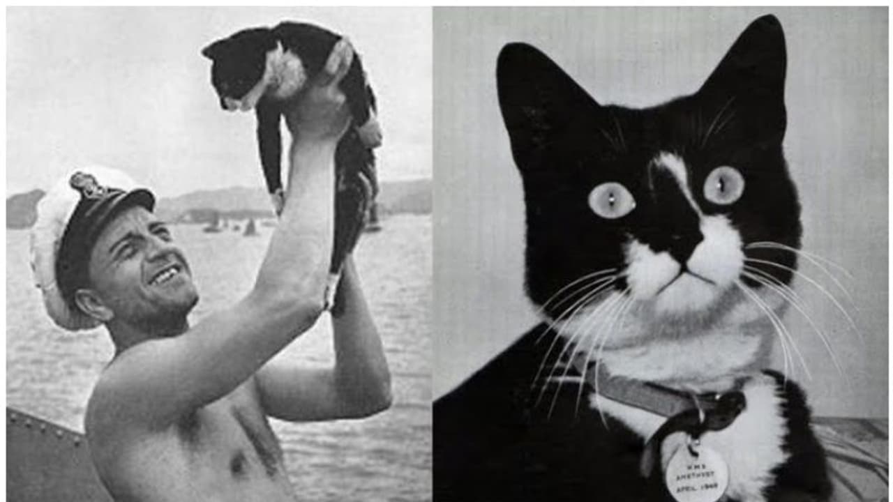 മൂന്ന് കപ്പലുകൾ മുങ്ങി, പക്ഷേ അത്ഭുതകരമായി രക്ഷപ്പെട്ട പൂച്ച, ഇത് 'അണ്സിങ്കബിള് സാം' മൂന്ന് കപ്പലുകൾ മുങ്ങി, പക്ഷേ അത്ഭുതകരമായി രക്ഷപ്പെട്ട പൂച്ച, ഇത് 'അണ്സിങ്കബിള് സാം'