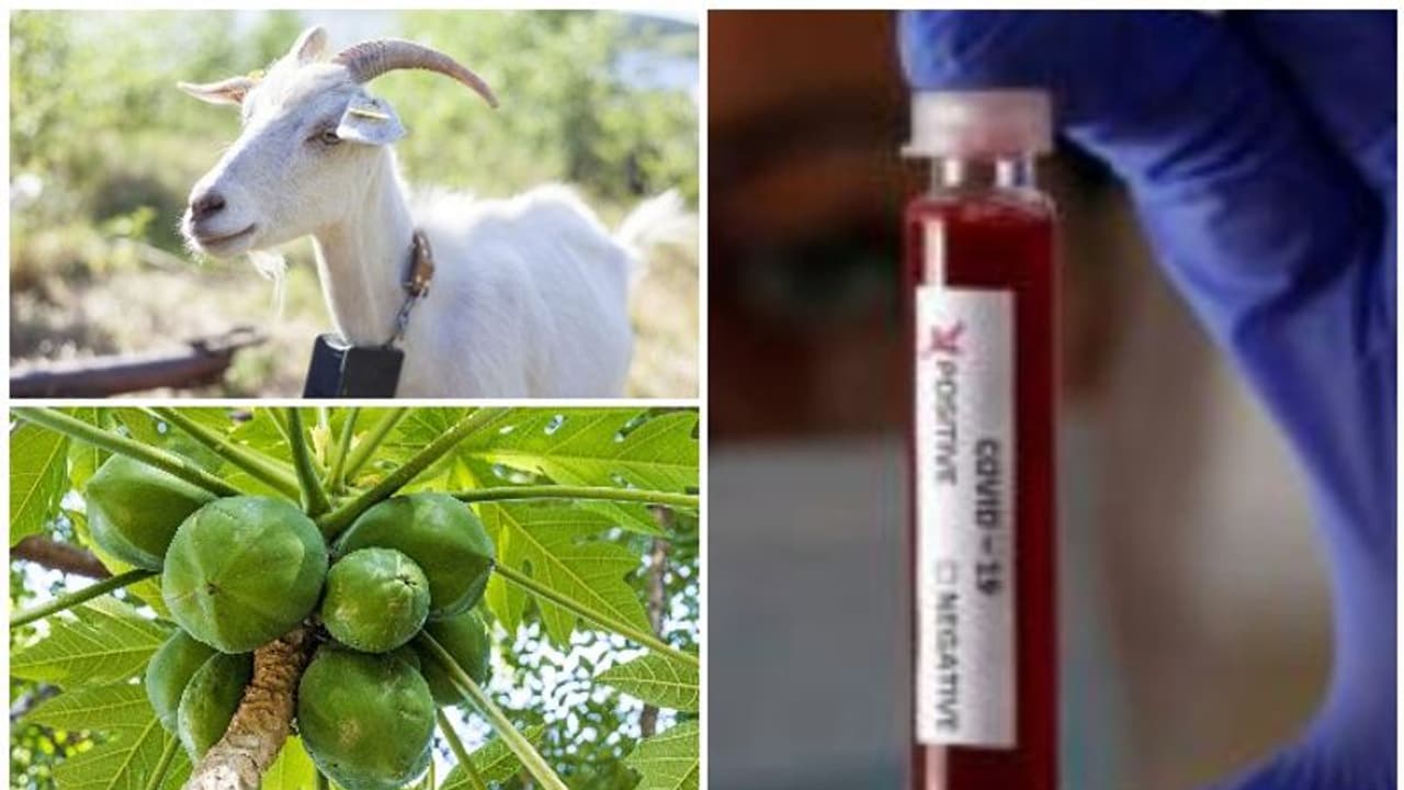 ആടും പപ്പായയും വരെ കൊവിഡ് പൊസിറ്റീവായി; ടെസ്റ്റ് കിറ്റ് റദ്ദാക്കി ഈ 'രാജ്യം'