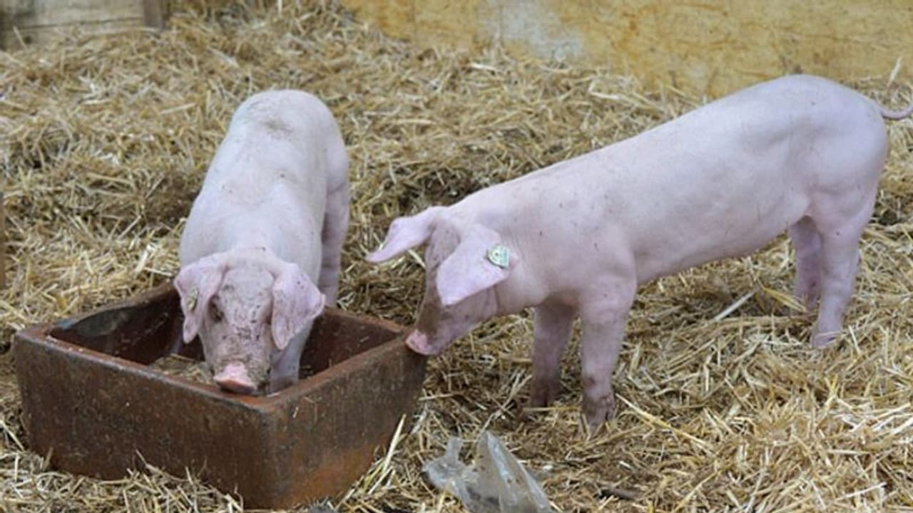 കാസർകോട് വളർത്തു പന്നികളിൽ ആഫ്രിക്കൻ സൈൻ ഫീവർ സ്ഥിരീകരിച്ചു കാസർകോട് വളർത്തു പന്നികളിൽ ആഫ്രിക്കൻ സൈൻ ഫീവർ സ്ഥിരീകരിച്ചു