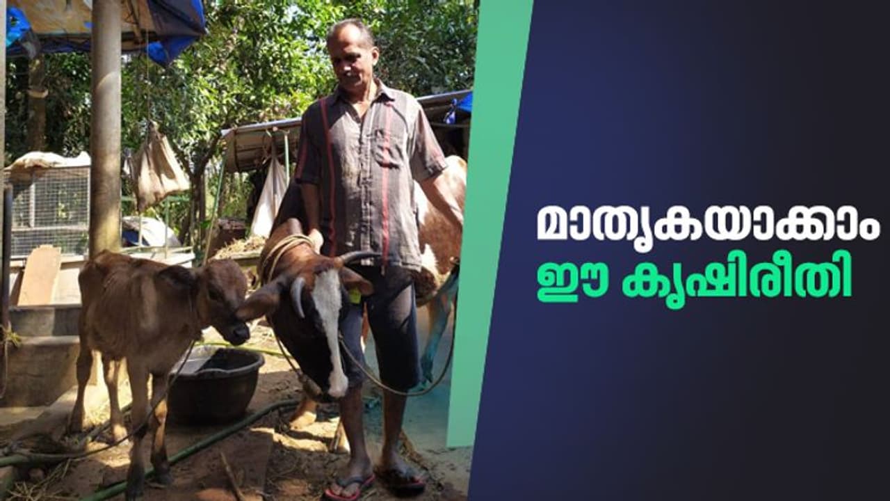 ലോക്ക്ഡൗണ് കാലത്ത് നാഗേശ്വരന് വിറ്റത് ഏകദേശം 10,000 പച്ചക്കറിത്തൈകള് ലോക്ക്ഡൗണ് കാലത്ത് നാഗേശ്വരന് വിറ്റത് ഏകദേശം 10,000 പച്ചക്കറിത്തൈകള്