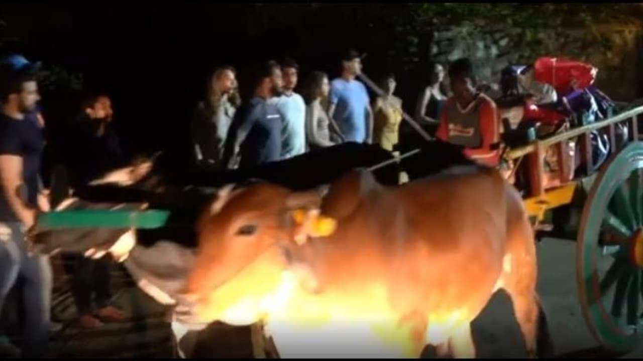 ரியல் சூப்பர் ஸ்டார்: பசியில் வாடும் கிராம மக்களுக்கு மாட்டு வண்டியில் செல்லும் உணவு பொருட்கள்..! வீடியோ ரியல் சூப்பர் ஸ்டார்: பசியில் வாடும் கிராம மக்களுக்கு மாட்டு வண்டியில் செல்லும் உணவு பொருட்கள்..! வீடியோ