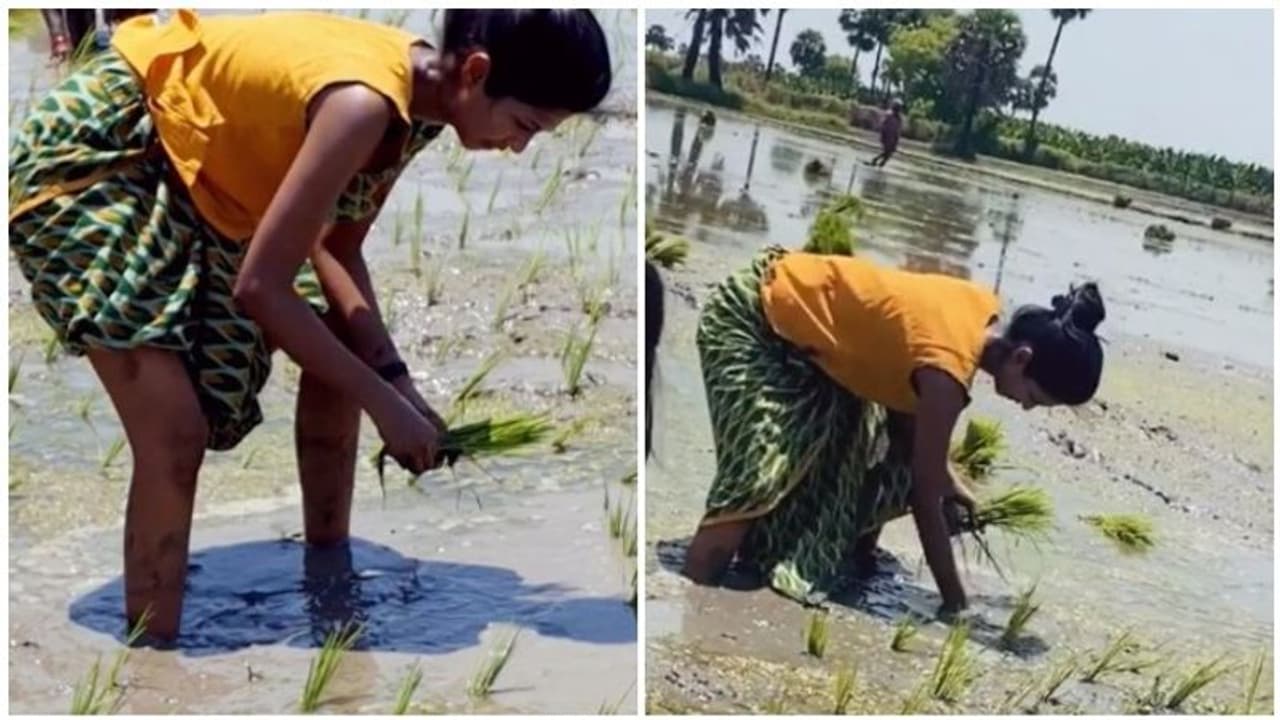 கொரோனா ஓய்வு... திரைப்பட பணிகள் இல்லை: பாவாடையை மடிச்சு கட்டிக்கொண்டு நாற்று நட்ட இளம் நடிகை! கொரோனா ஓய்வு... திரைப்பட பணிகள் இல்லை: பாவாடையை மடிச்சு கட்டிக்கொண்டு நாற்று நட்ட இளம் நடிகை!