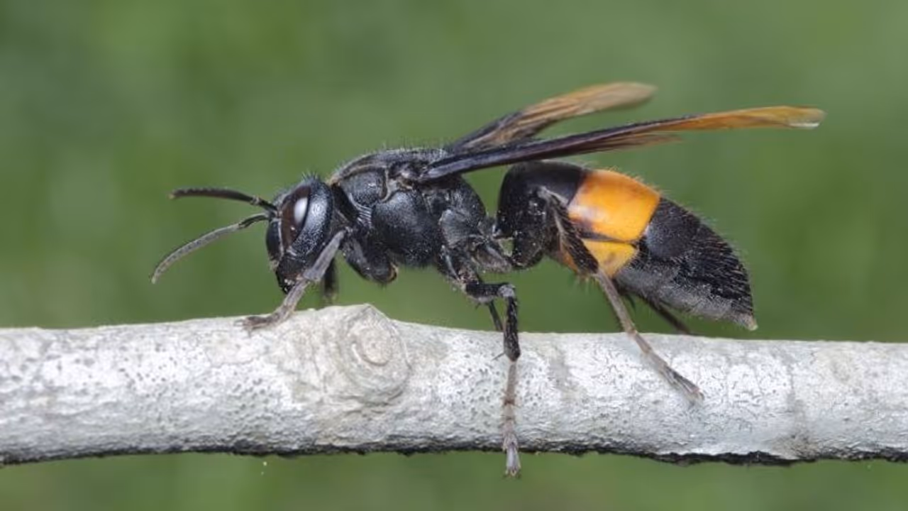 ആളെക്കൊല്ലികളായ 'രാക്ഷസക്കടന്നല്'; കുത്തേറ്റ് മരിച്ചത് നിരവധി പേര്... ആളെക്കൊല്ലികളായ 'രാക്ഷസക്കടന്നല്'; കുത്തേറ്റ് മരിച്ചത് നിരവധി പേര്...