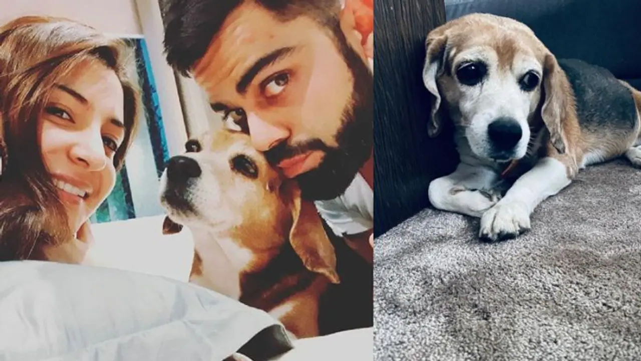 ‘Gone to a better place’: Virat Kohli mourns death of pet dog Bruno