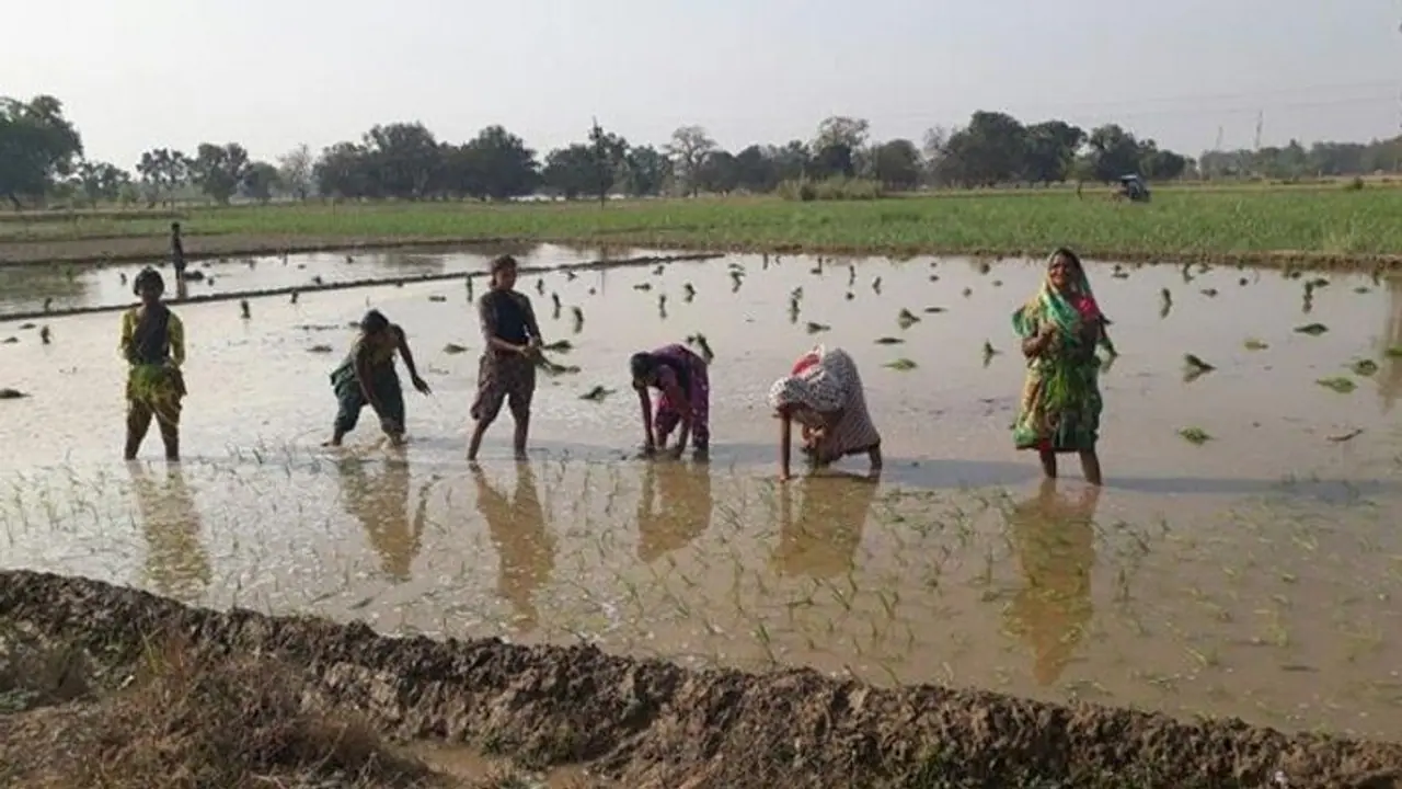 করোনা সংকট রুখতে অন্নদাতাদের পাশে কেন্দ্র, ৩০ হাজার কোটি টাকার অতিরিক্ত জরুরী ঋণ প্রদান করোনা সংকট রুখতে অন্নদাতাদের পাশে কেন্দ্র, ৩০ হাজার কোটি টাকার অতিরিক্ত জরুরী ঋণ প্রদান