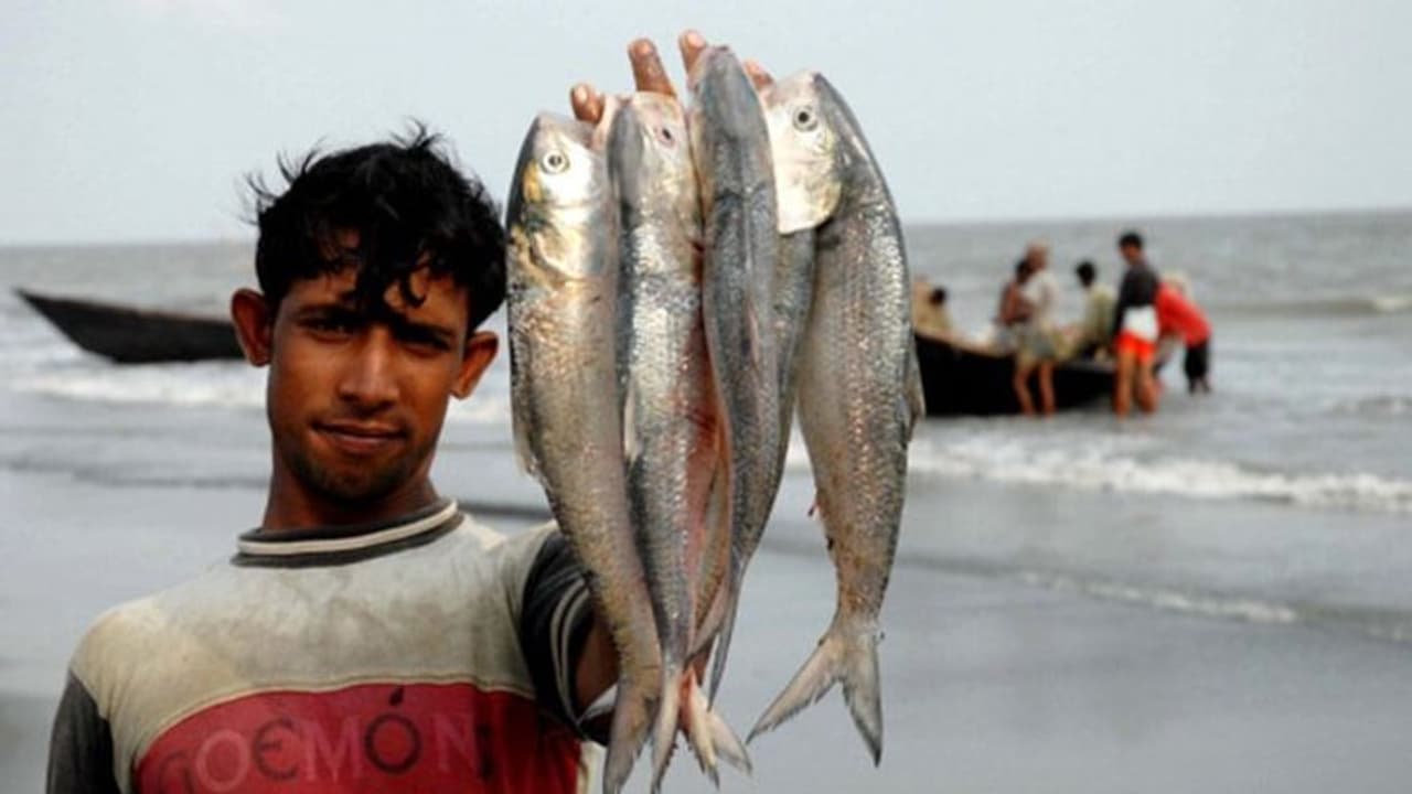 লকডাউনে মাছ ধরা বন্ধ, বর্ষায় পেটুক বাঙলির পাতে ঝাঁপিয়ে আসবে এবার বড় সাইজের ভাপা ইলিশ