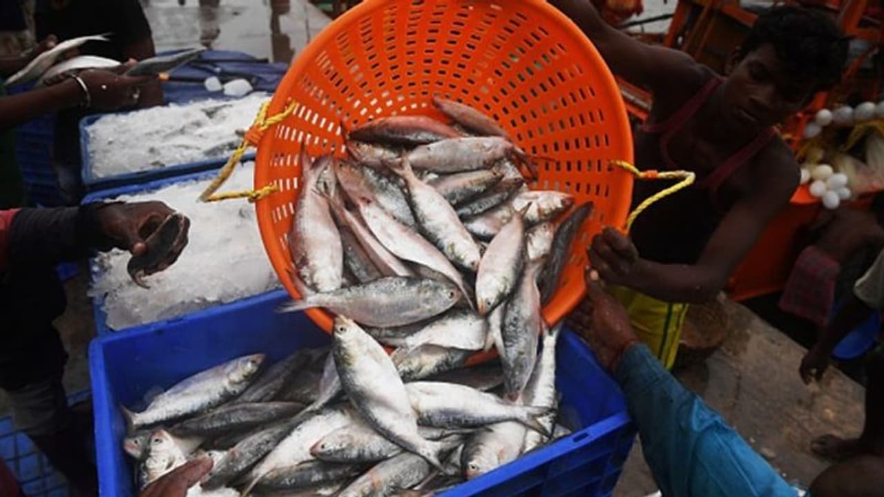 ಇಂದಿನಿಂದ ಕಾರವಾರದಲ್ಲಿ ಕಡಲಿಗಿಳಿಯುತ್ತೆ ಮೀನು ಬೇಟೆ ಬೋಟುಗಳು..! ಇಂದಿನಿಂದ ಕಾರವಾರದಲ್ಲಿ ಕಡಲಿಗಿಳಿಯುತ್ತೆ ಮೀನು ಬೇಟೆ ಬೋಟುಗಳು..!