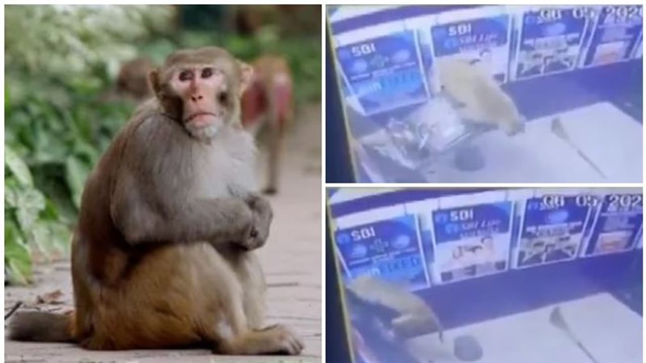 എടിഎം മെഷീന് തകര്ത്ത് കുരങ്ങന്; അമ്പരന്ന് ദില്ലി പൊലീസ്, ദൃശ്യങ്ങള് പുറത്ത് എടിഎം മെഷീന് തകര്ത്ത് കുരങ്ങന്; അമ്പരന്ന് ദില്ലി പൊലീസ്, ദൃശ്യങ്ങള് പുറത്ത്