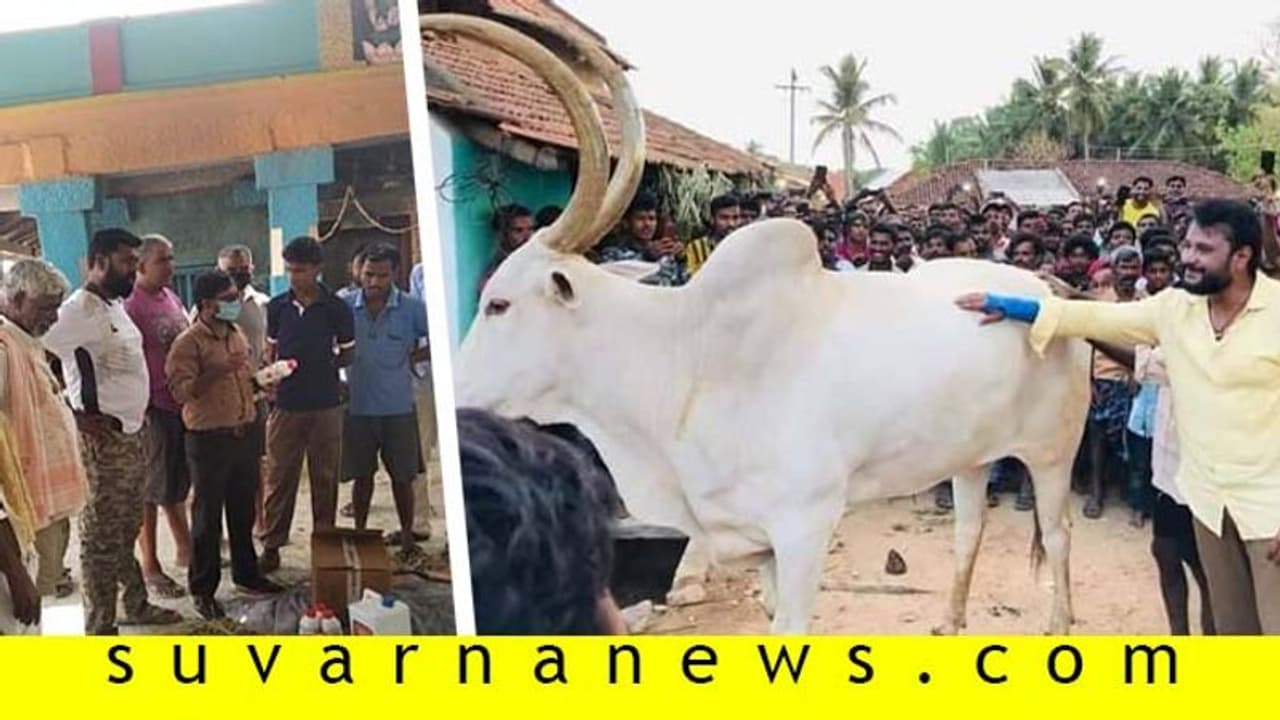 ದರ್ಶನ್ ಸ್ಪರ್ಶಕ್ಕೆ ಕಾದಿದ್ದ ಬಸವ; ಚಿಕಿತ್ಸೆ ಕೊಡಿಸಿ ಮಾನವೀಯತೆ ತೋರಿದ ಡಿ ಬಾಸ್!