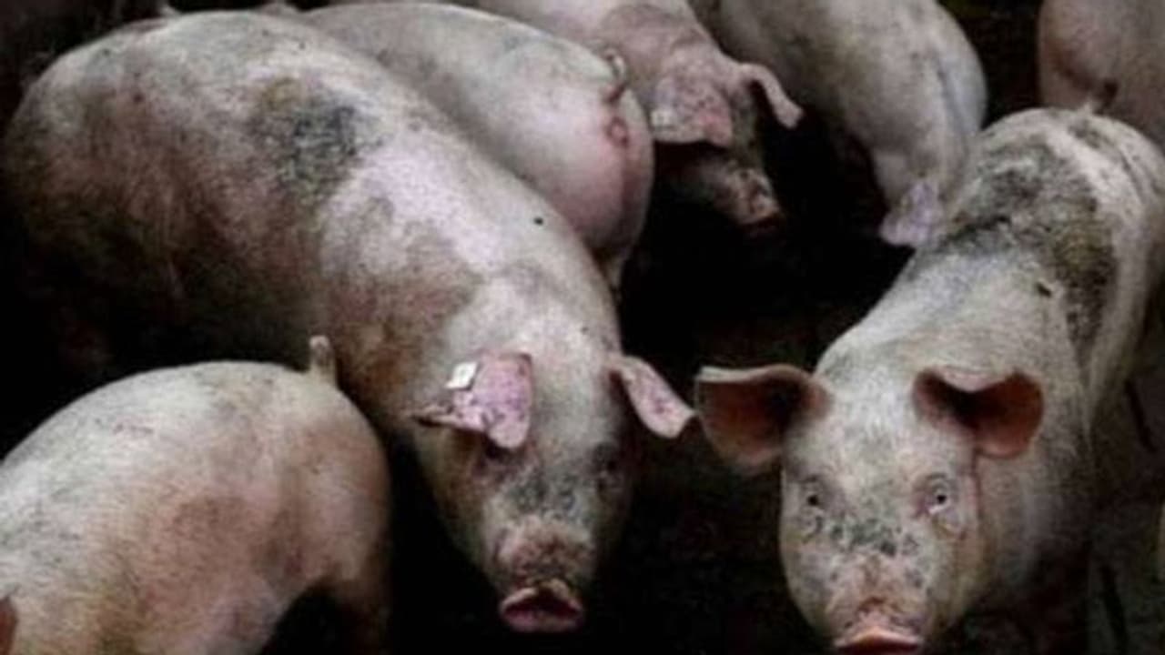 మర్మాంగాలు కోసి, తలపై మోది హత్య.. మృతదేహాన్ని పీక్కుతిన్న పందులు.. మర్మాంగాలు కోసి, తలపై మోది హత్య.. మృతదేహాన్ని పీక్కుతిన్న పందులు..